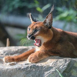 Caracal