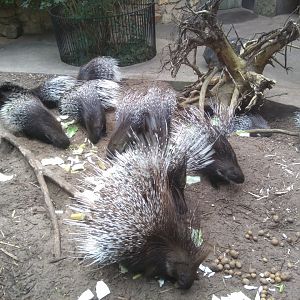 Indian Crested Porcupine/ Hystrix indica