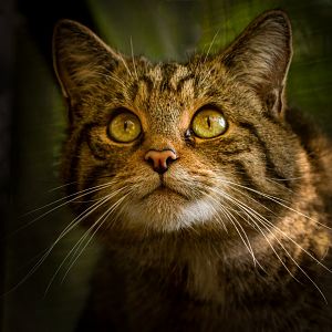 Scottish Wildcat / Shepreth / 1-10-20