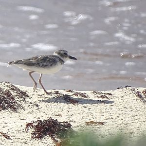 Wilson's plover (Charadrius wilsonia)