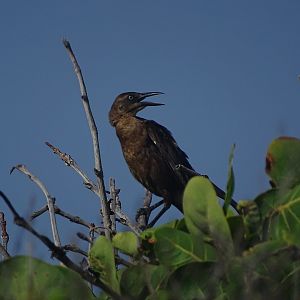 Great-tailed grackle (Quiscalus mexicanus loweryi)