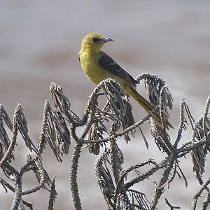 Hooded oriole (Icterus cucullatus) female