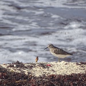 Least sandpiper (Calidris minutilla)
