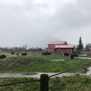 Muskox Exhibit