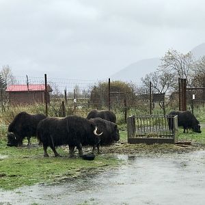 Muskox