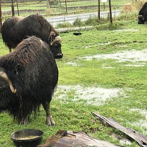 Muskox