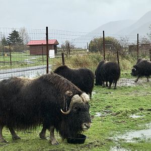 Muskox