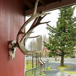 Elk Skull