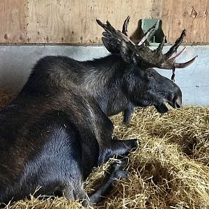 Moose...seeking shelter against the wind