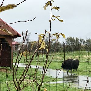Muskox