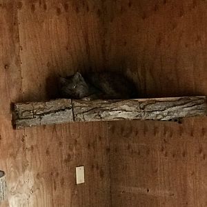 Canada Lynx pending transfer to permanent exhibit