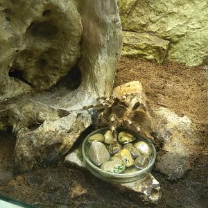 Acanthoscurria geniculata