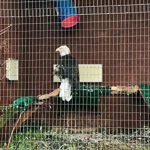 Bald Eagle