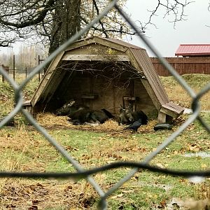 Moose Calves and Ravens