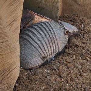 Large hairy armadillo (Chaetophractus villosus), 2020-09-03