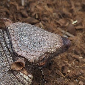 Large hairy armadillo (Chaetophractus villosus), 2020-09-03