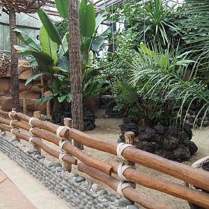 Aldabra giant tortoise paddock, 2020-09-03