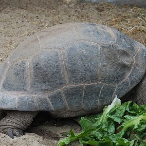 Aldabra giant tortoise (Aldabrachelys gigantea gigantea), 2020-09-03