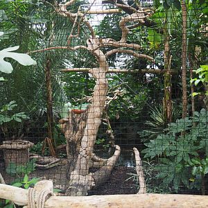 Wreathed hornbill aviary, 2020-09-03