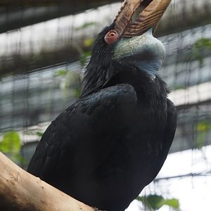 Female Wreathed hornbill (Rhyticeros undulatus), 2020-09-03