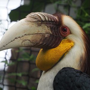 Male Wreathed hornbill (Rhyticeros undulatus), 2020-09-03