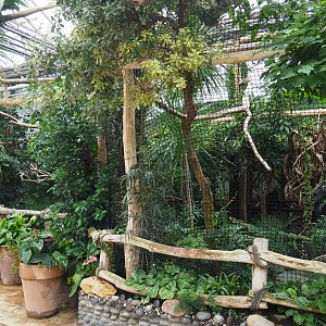 Wreathed hornbill aviary, 2020-09-03