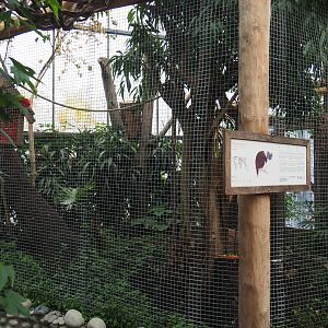 Cotton-top tamarin exhibit, 2020-09-03