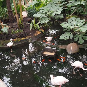 Lesser flamingo exhibit, 2020-09-03