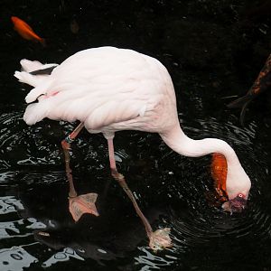 Lesser flamingo (Phoeniconaias minor ), 2020-09-03
