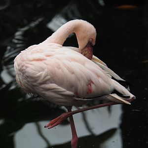 Lesser flamingo (Phoeniconaias minor ), 2020-09-03