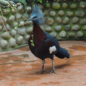 Sclater's crowned pigeon collecting nesting material, 2020-09-03