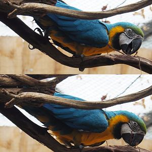 Blue-and-gold macaw (Ara ararauna), 2020-09-03