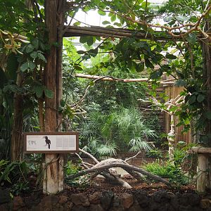 Silvery-cheeked hornbill aviary, 2020-09-03