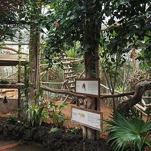 Sulawesi bear cuscus and Javan mouse deer exhibit, 2020-09-03