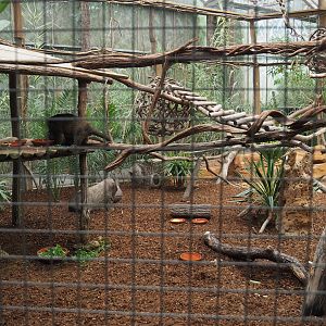 Sulawesi bear cuscus and Javan mouse deer exhibit, 2020-09-03