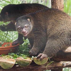 Sulawesi bear cuscus pair (Ailurops ursinus), 2020-09-03