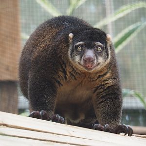 Sulawesi bear cuscus (Ailurops ursinus), 2020-09-03