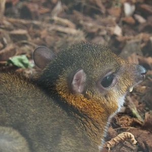 Javan mouse deer  (Tragulus javanicus), 2020-09-03