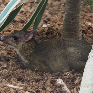 Javan mouse deer  (Tragulus javanicus), 2020-09-03