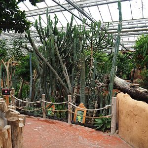View with succulent garden in Oasis, 2020-09-03