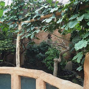 Northern rufous hornbill aviary, 2020-09-03