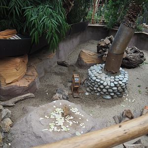 Black-tailed prairie dog exhibit, 2020-09-03