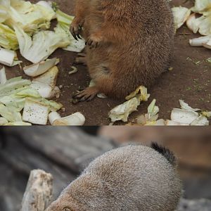 Black-tailed prairie dog (Cynomys ludovicianus), 2020-09-03