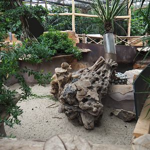 Black-tailed prairie dog exhibit, 2020-09-03