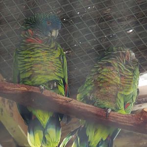 Saint Lucia amazons (Amazona versicolor), 2020-09-03