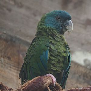 Blue-headed macaw (Primolius couloni), 2020-09-03