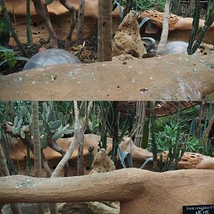 Dwarf mongoose exhibit, 2020-09-03