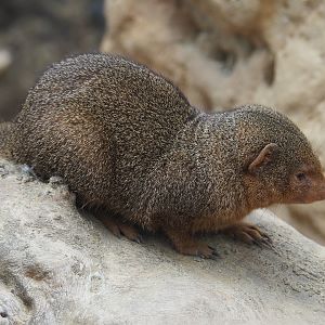 Dwarf mongoose (Helogale parvula), 2020-09-03