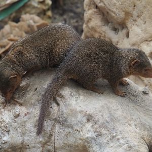 Dwarf mongooses (Helogale parvula), 2020-09-03