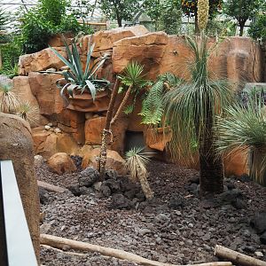 Meerkat exhibit, 2020-09-03